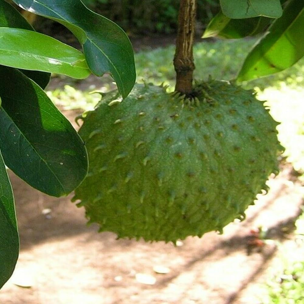 Annona Muricata, Soursop, Graviola 10 Seeds - Organic Fresh Seeds for Planting - Live Seeds