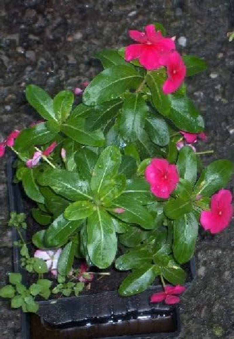 100 PINK DWARF ROSE PERIWINKLE / VINCA Rosea Flower Seedscomb S/H