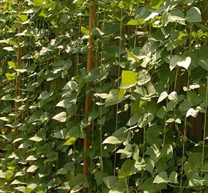 100 Seeds, Giant, White Lima Bean, Pole, Butter Bean (King of the Garden) Heirloom