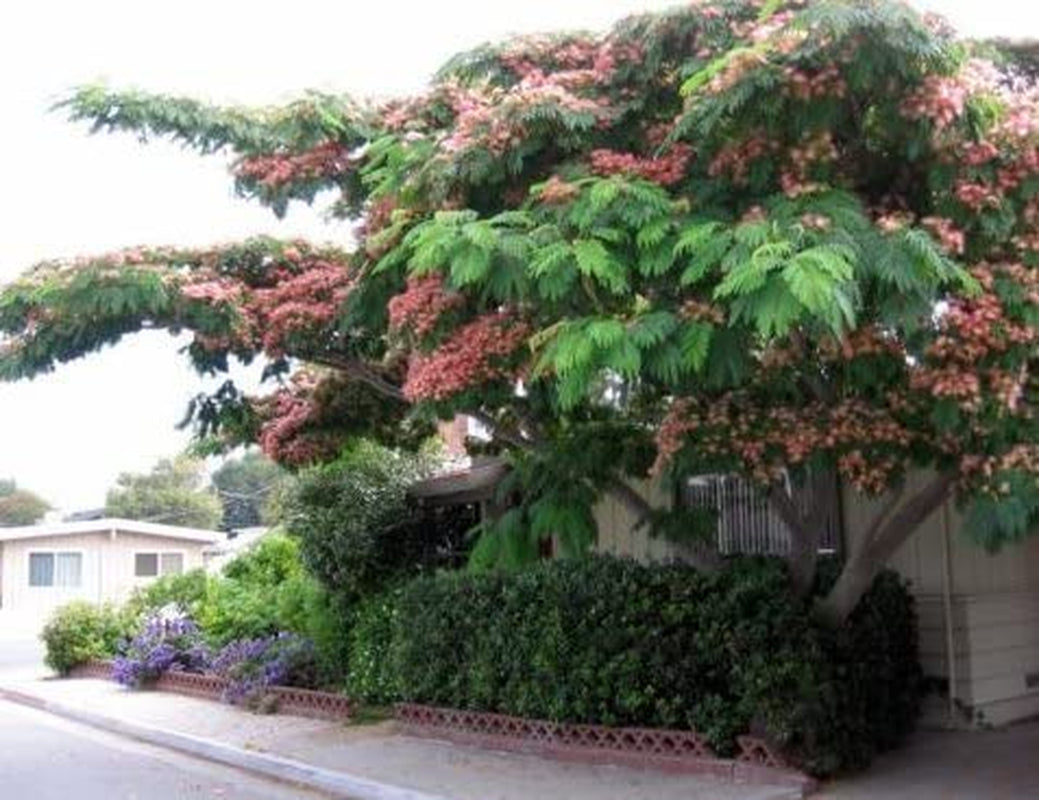 New Mimosa Silk Tree, Albizia Julibrissin, 30 Seeds (Fast, Hardy, Showy, Fragrant)