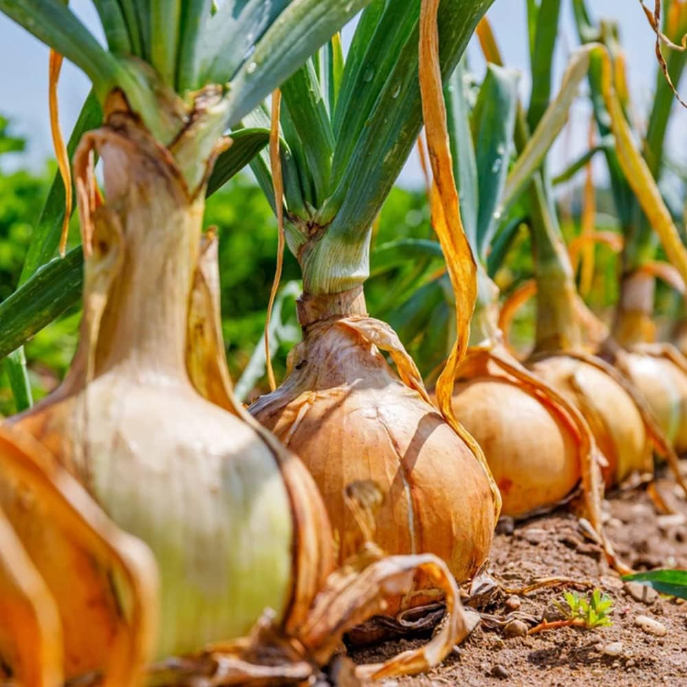 Super Sweet Candy Onion Sets Bulb - Vidalia Yellow Granex - Onion Organic Bulb for Home and Garden