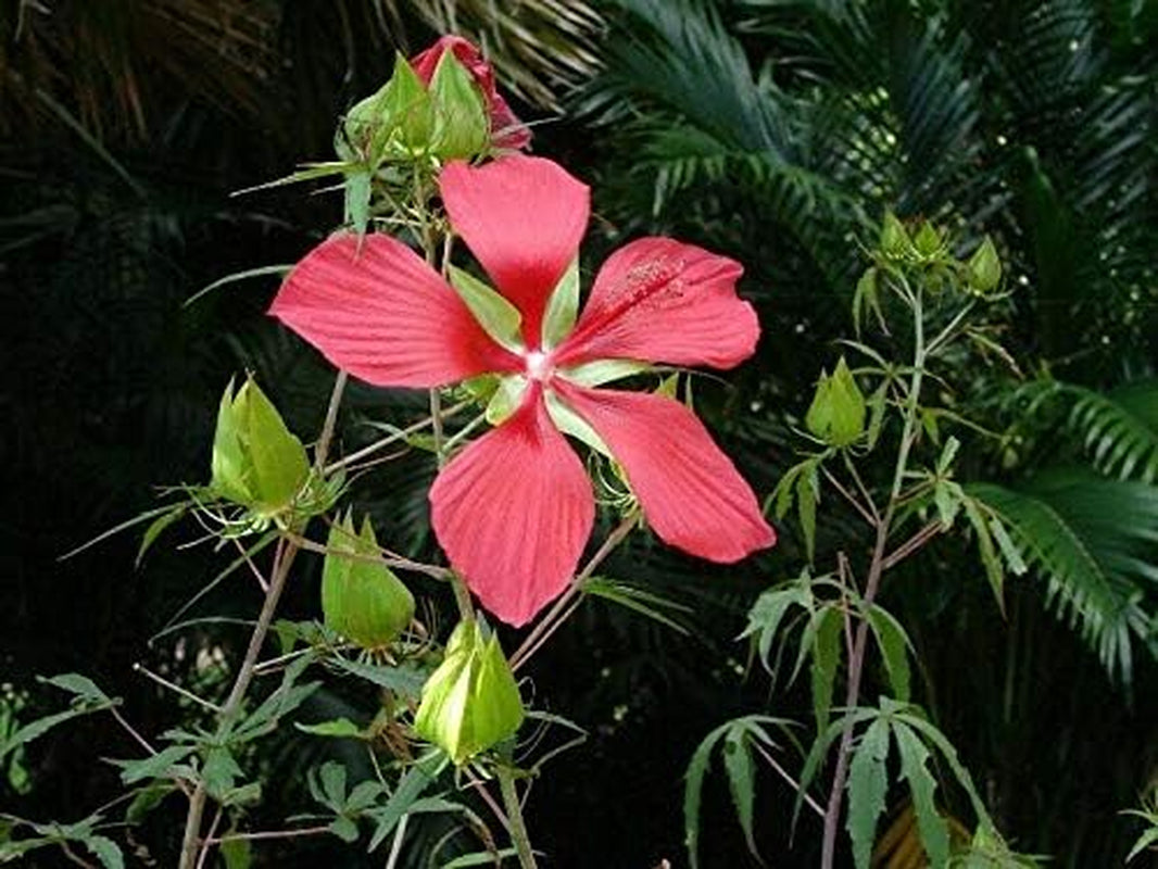 Hibiscus Coccineus Texas Star Jocad (10 Seeds)