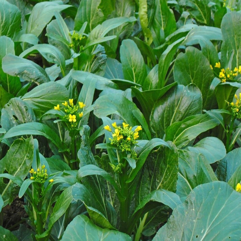 2000 Seeds Yu Choy Sum, Jung Green - Organic Fresh Seeds for Planting - Seeds for Home and Garden