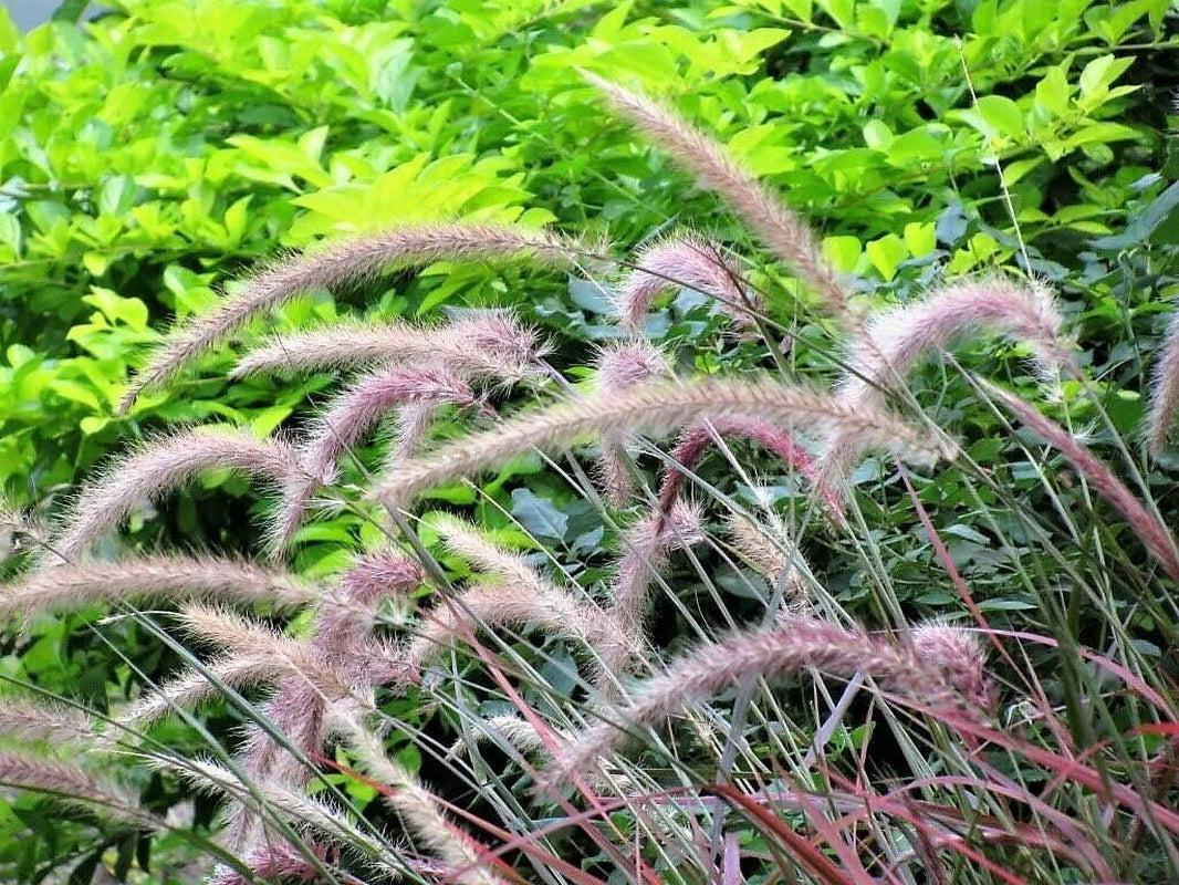 Purple Fountain Grass Ornamental Pennisetum Dark Burgundy Flower Jocad (25 Seeds)