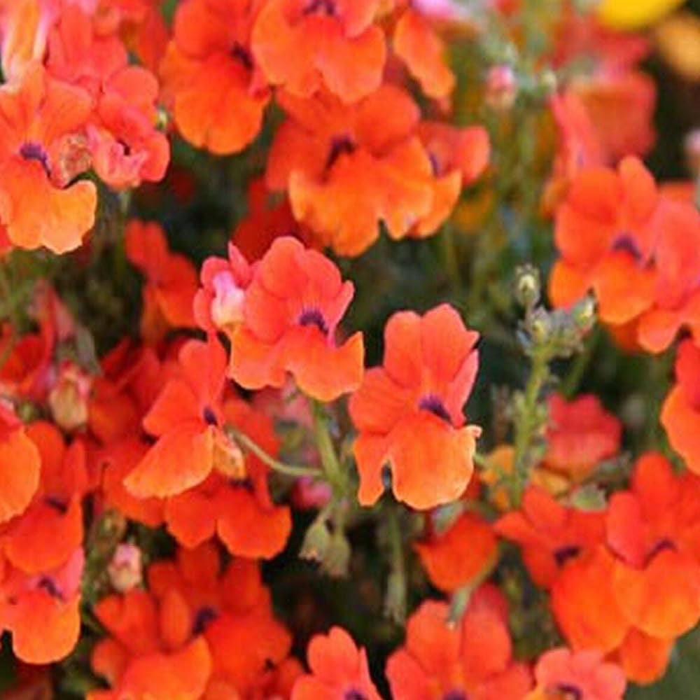Nemesia Strumosa Flower 100 Seeds - Organc Fresh Seeds for Planting - Live Flower Seeds for Home and Garden