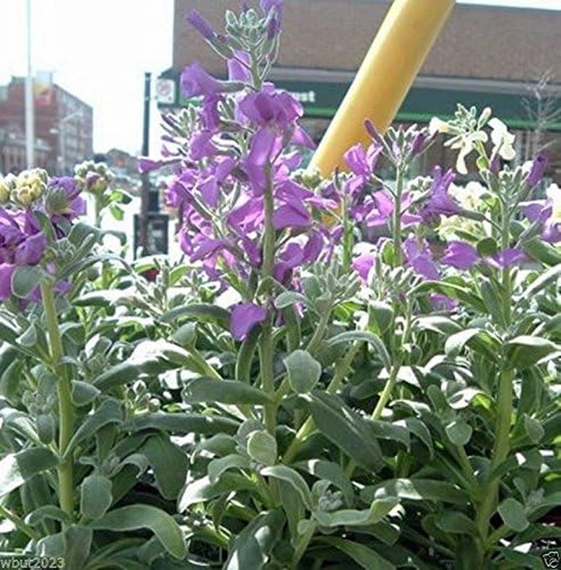 Evening Scented Stock-1000 Seeds (Matthiola Longipeta) Perfume Plant,Cold Hardy