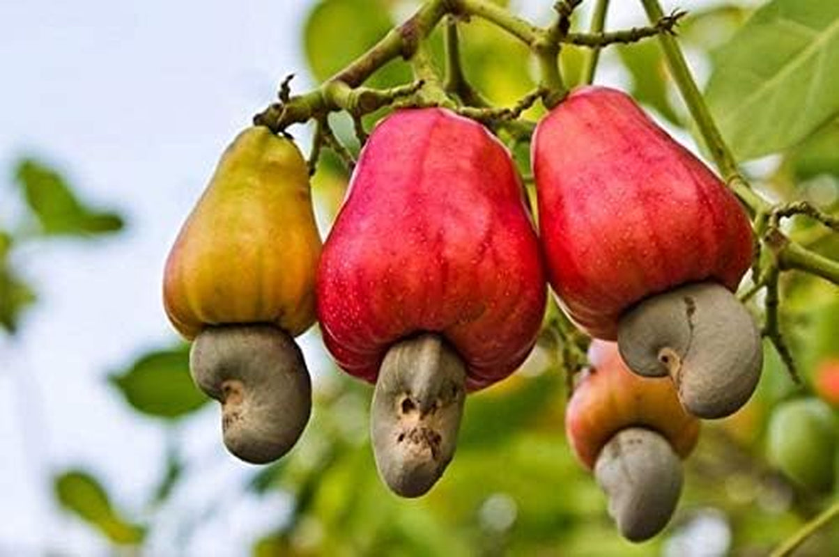 Anacardium Occidentale , Cashew for Planting, Rare Cashew Tree , Earlier Maturity and Greater Yield Cashew 5 for Planting