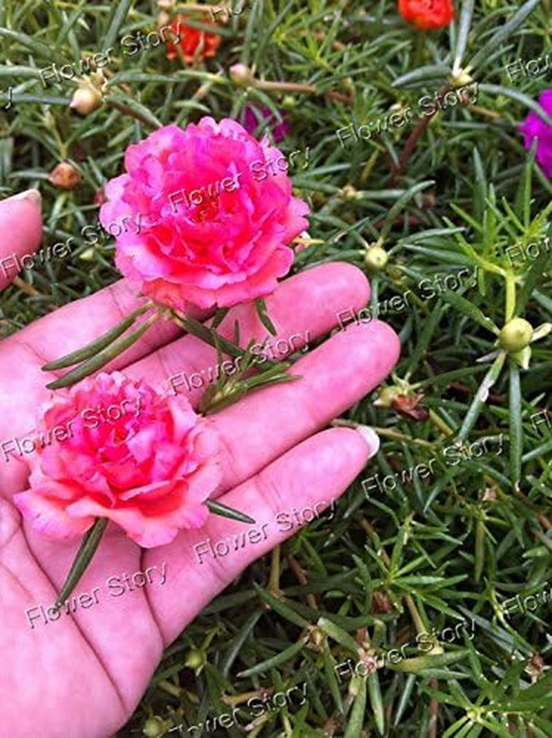 500 Mixed Color Moss-Rose Purslane Double Flower Seeds for Planting (Portulaca Grandiflora), Heat Tolerant ,Easy Growing
