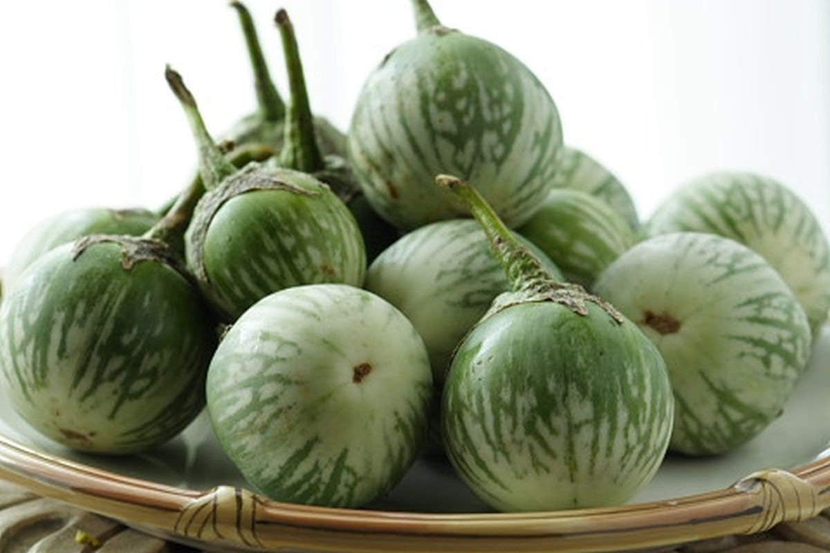 Thai round Green Eggplant Seeds (50 Seed Pack)