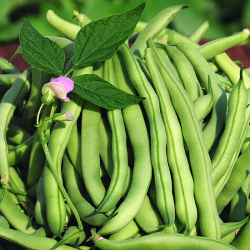 15 Seeds Tendergreen Improved Green Bush Bean Seeds Stringless Bean Heavy Producer - Organic Fresh Plant Seeds for Home and Garden