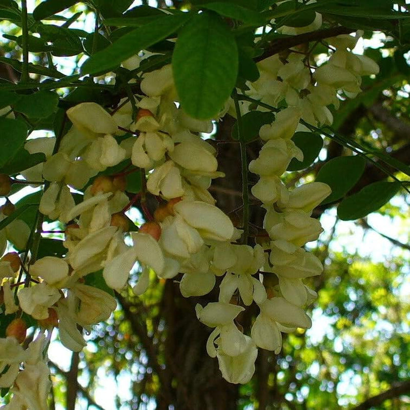 50 Seeds Flower Black Locust (Robinia Pseudoacacia) - Black Yellow Locust False Acacia Tree Seeds