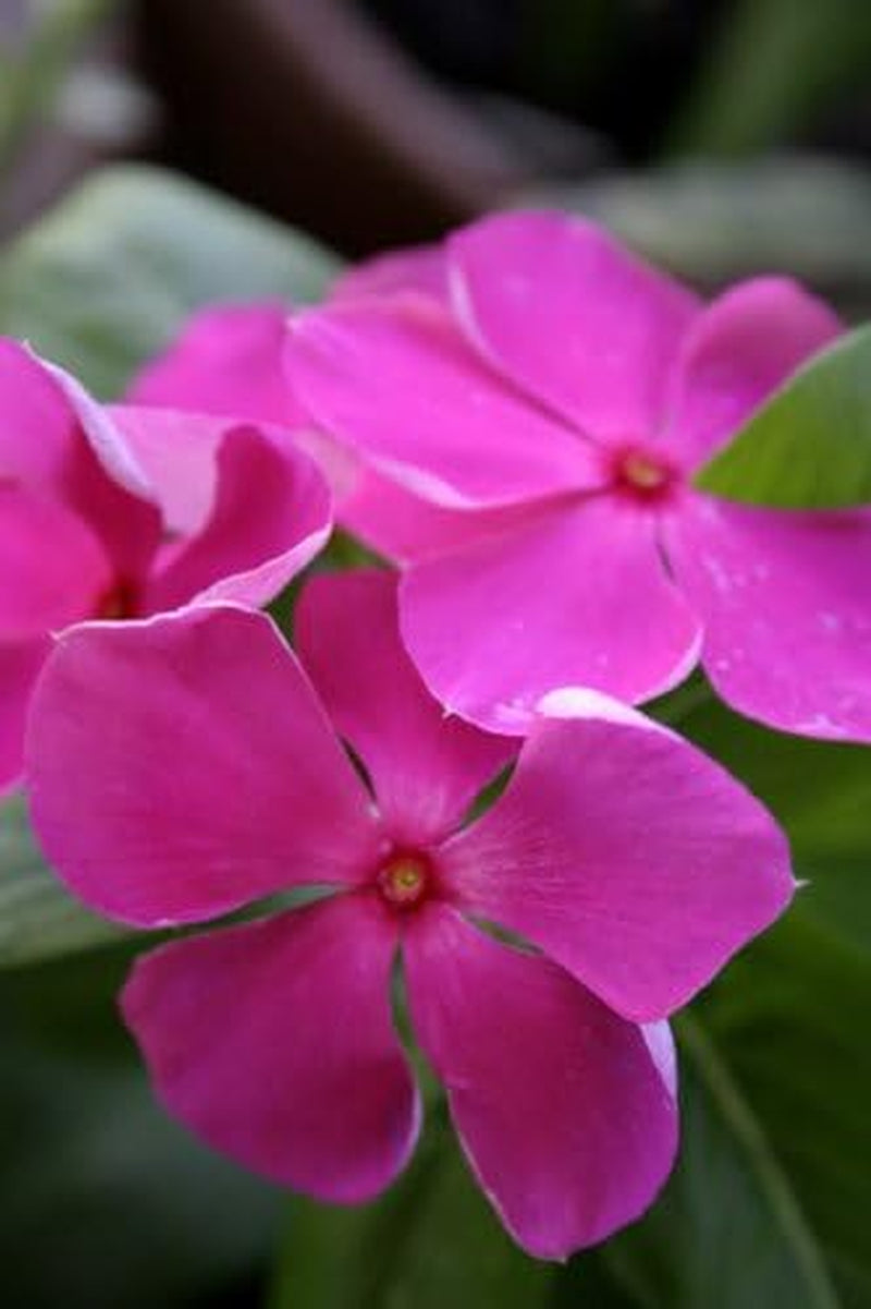 100 PINK DWARF ROSE PERIWINKLE / VINCA Rosea Flower Seedscomb S/H