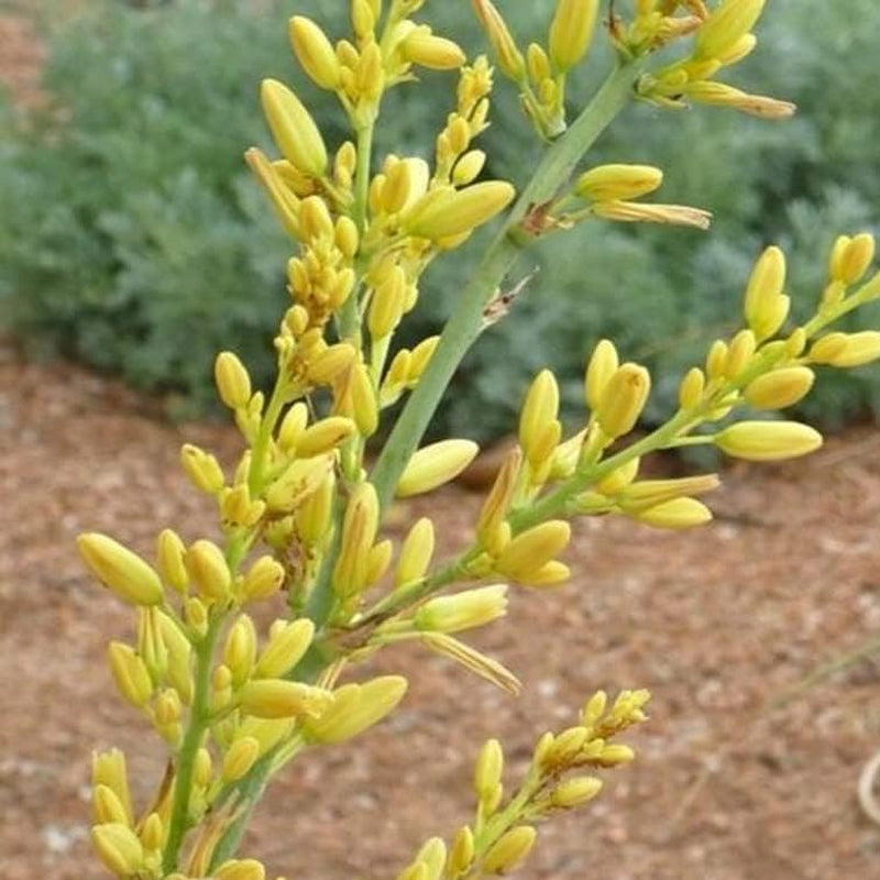 30 Seeds Yellow Flower, Golden Texas Yucca "Rare" Hesperaloe Parviflora Flower Plant for Garden and Home