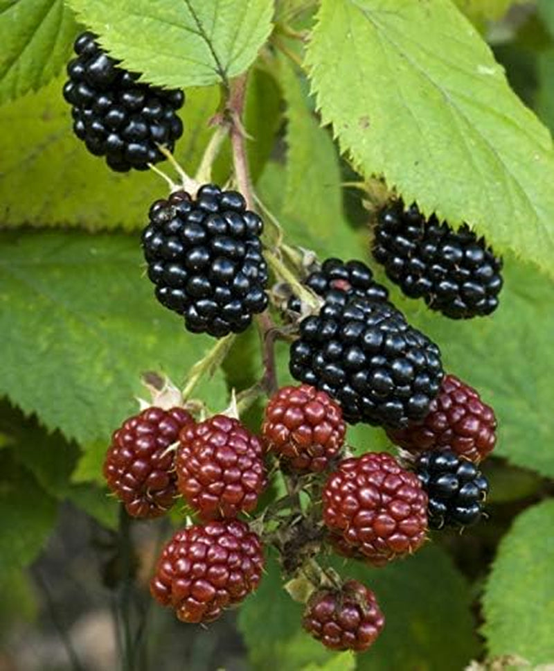 Giant Thornless Blackberry 315 Seeds - Triple Crown Blackberry Fruit Seeds, Blackberry Bush Non GMO Seeds, Wild Grow Unique Seeds, Blackberry Seeds for Planting