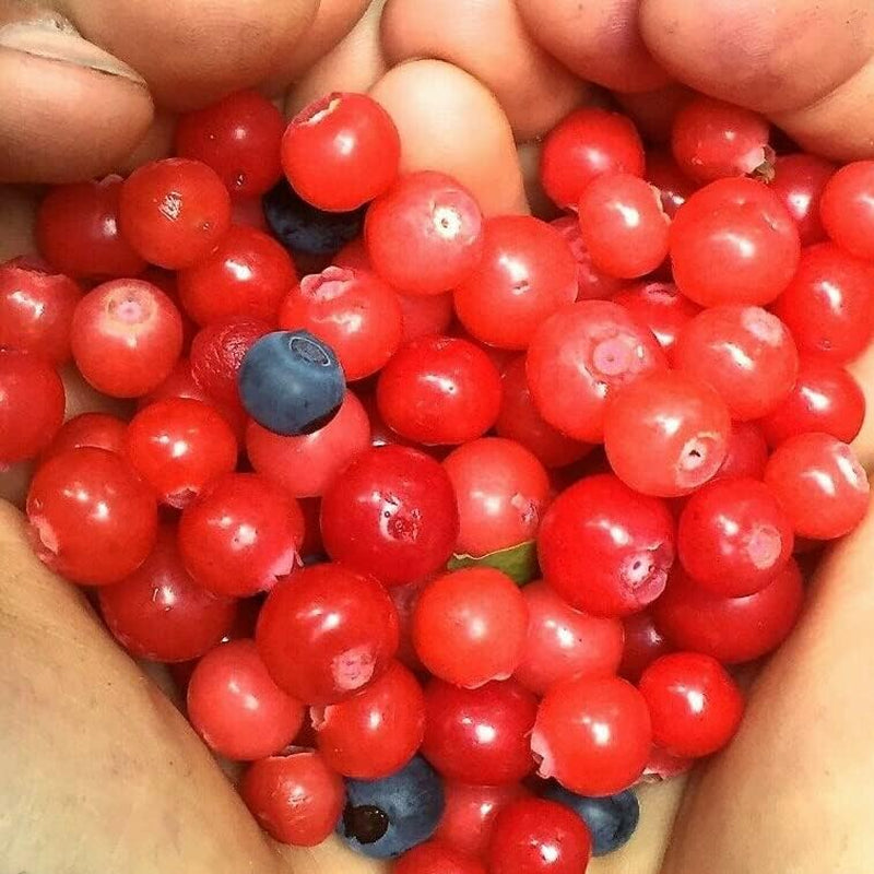 30 Seeds Planting Huckleberry Black Gold -Vaccinium Membranaceum - 30+ Seed Organic Fruits for Your Garden and Home