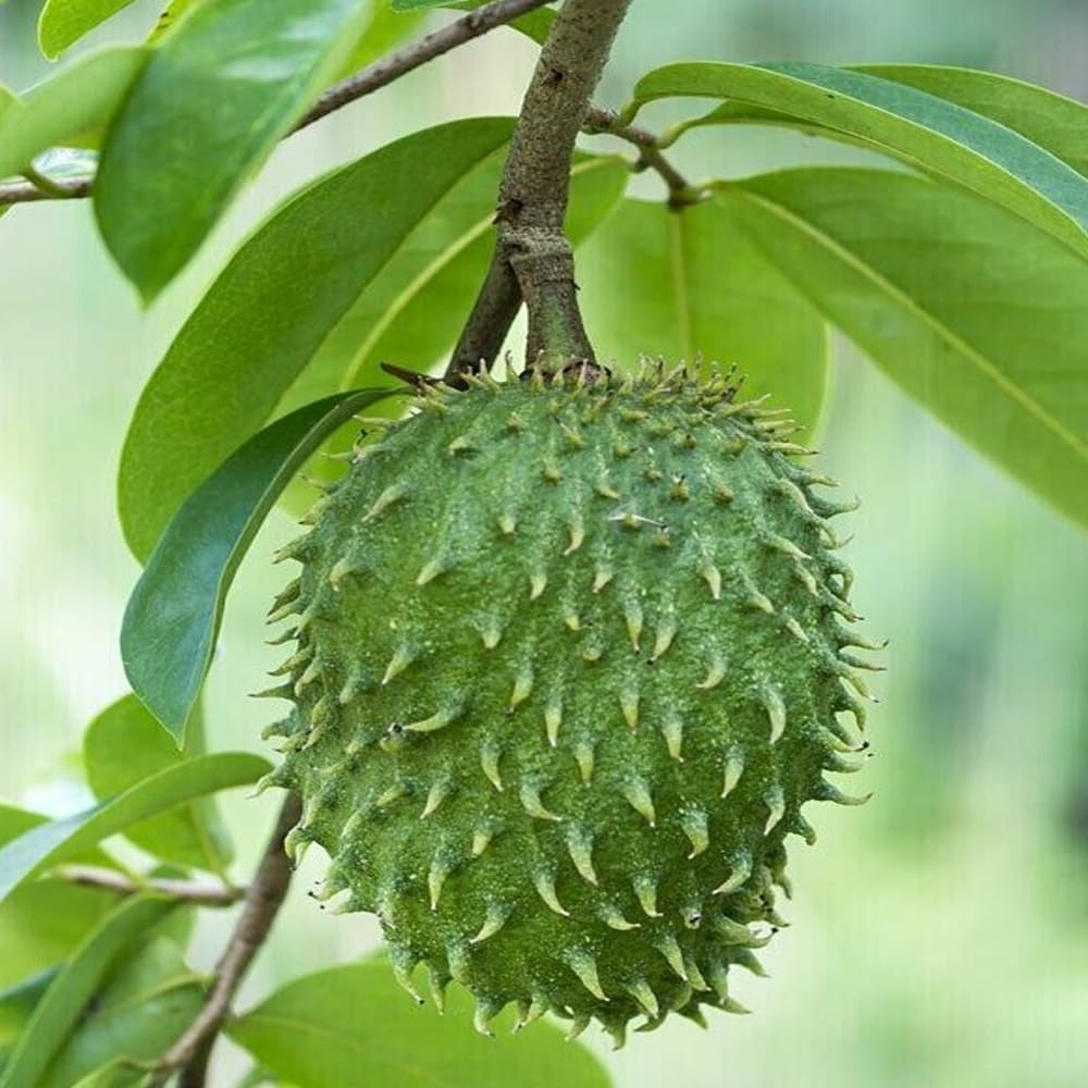 Annona Muricata, Soursop, Graviola 10 Seeds - Organic Fresh Seeds for Planting - Live Seeds