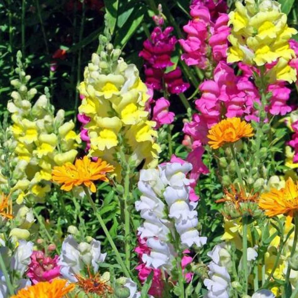 1000 Seeds Heirloom Snapdragon Flower - Organic Fresh Seeds for Planting - Live Seeds for Home and Garden - Survival Garden Seeds