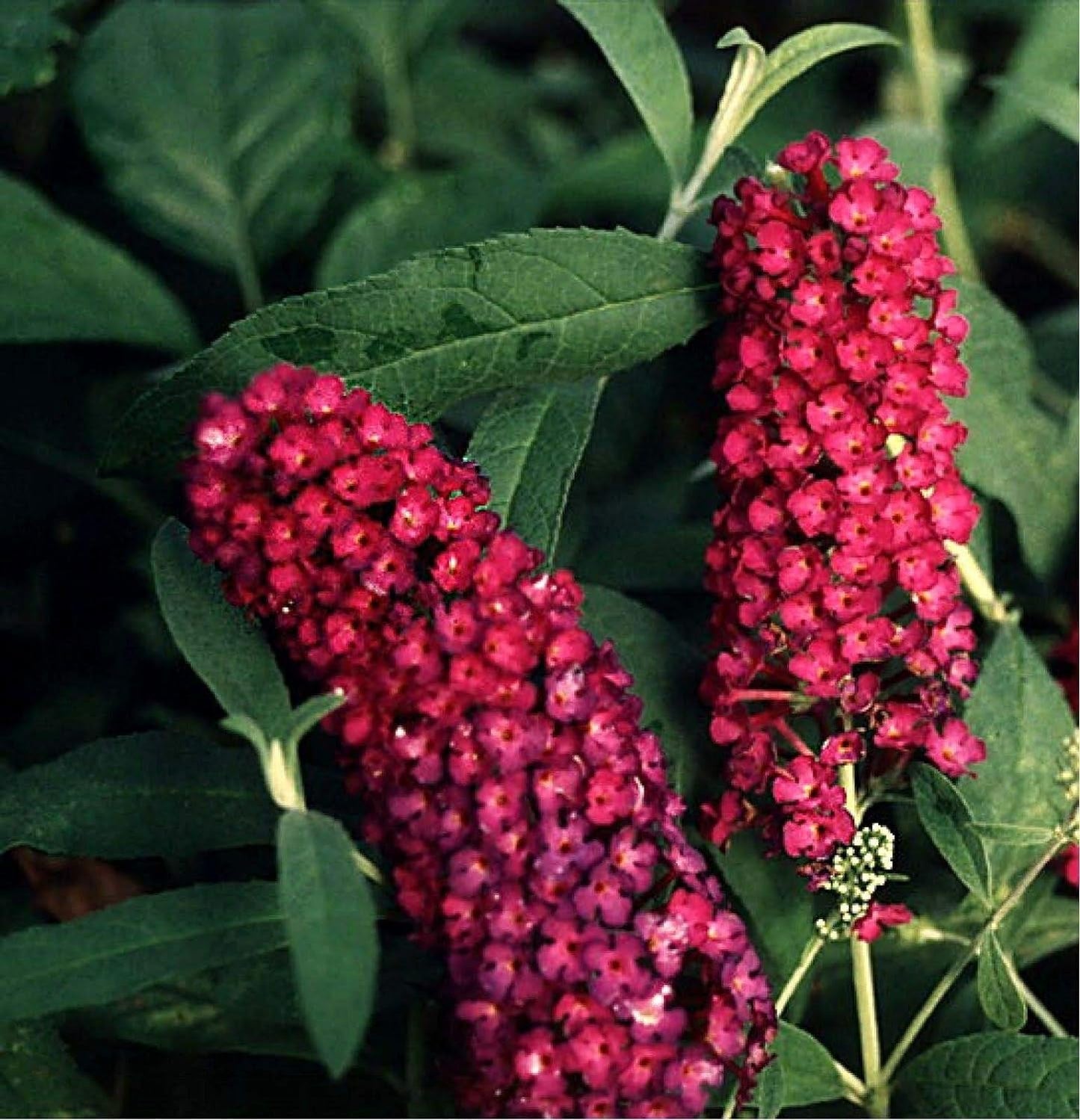 Multi-Color Butterfly Bush Mix Jocad (150 Seeds)
