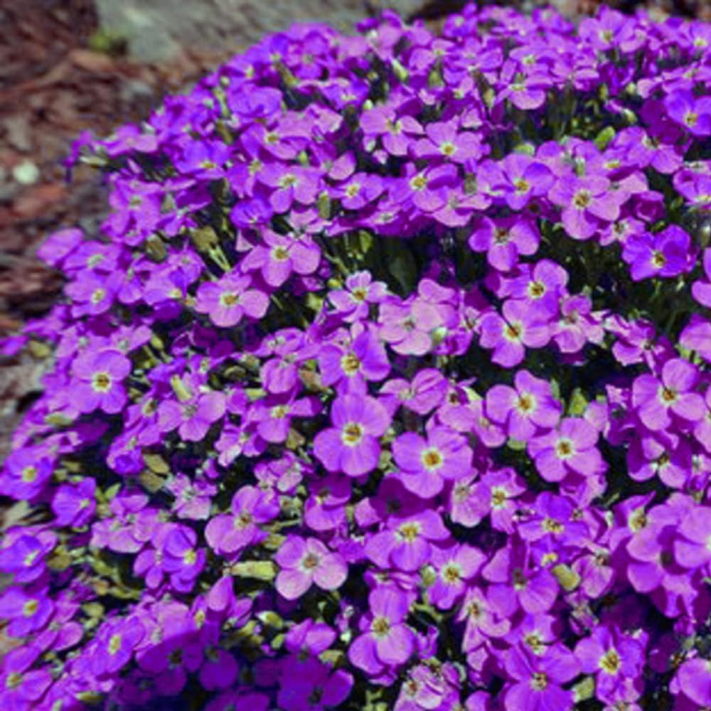 150 Seeds Rock Cress Aubrieta Cascading Purple Flowers - Perennial Ground Cover - Prganic Flowers Seeds for Your Home