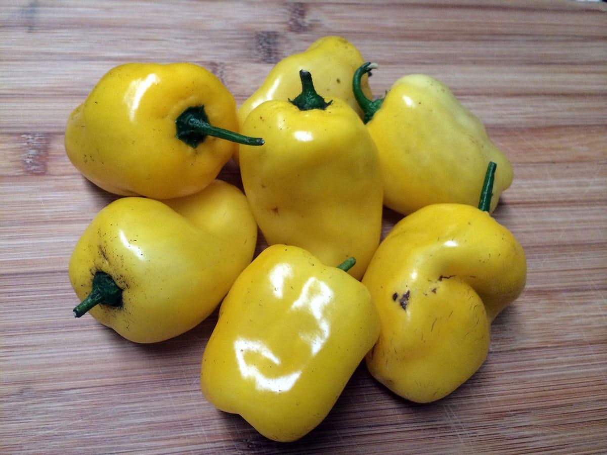 Rocoto Chili Seeds,Yellow Mazano, Apple Chilli (20 Seeds) Can Live over 15 Years