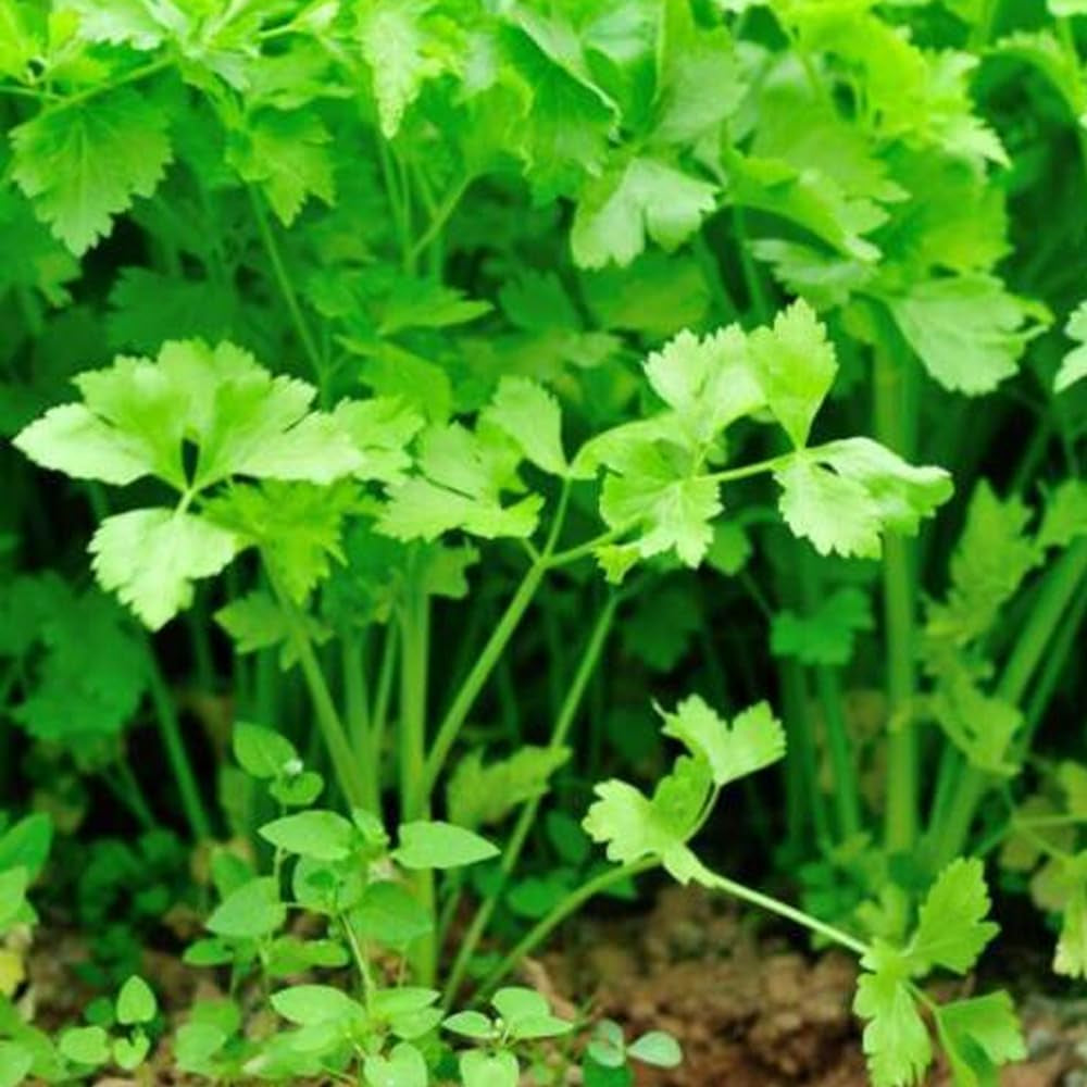 100 Seeds Chinese Celery Seeds Khuenchai Kan-Tsai Kin-Tsai Kunchoy Qincai Kinchay - Organic Fresh Seeds for Planting - Live Seeds for Home and Garden