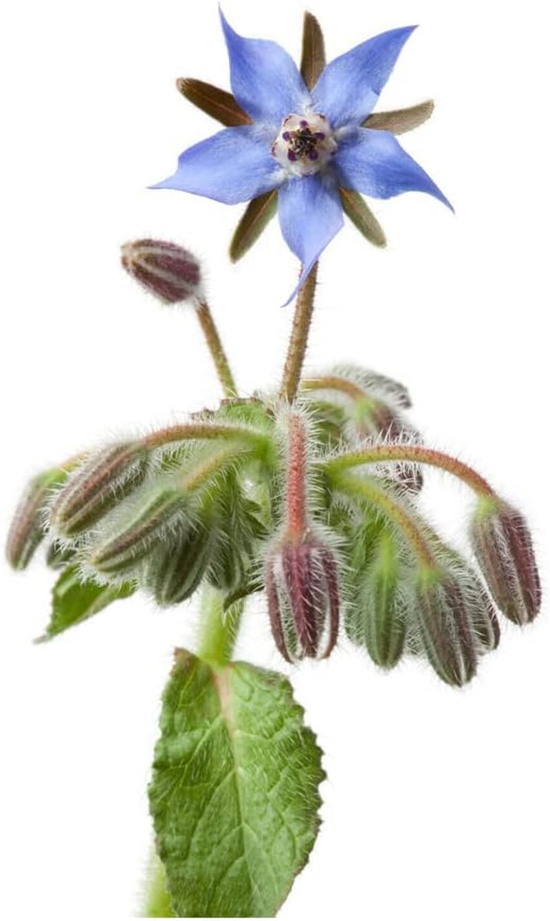 75 Seeds Borage Flower - Organic Plant Live Seeds - a Herb & Edible Flower for Your Garden and Home