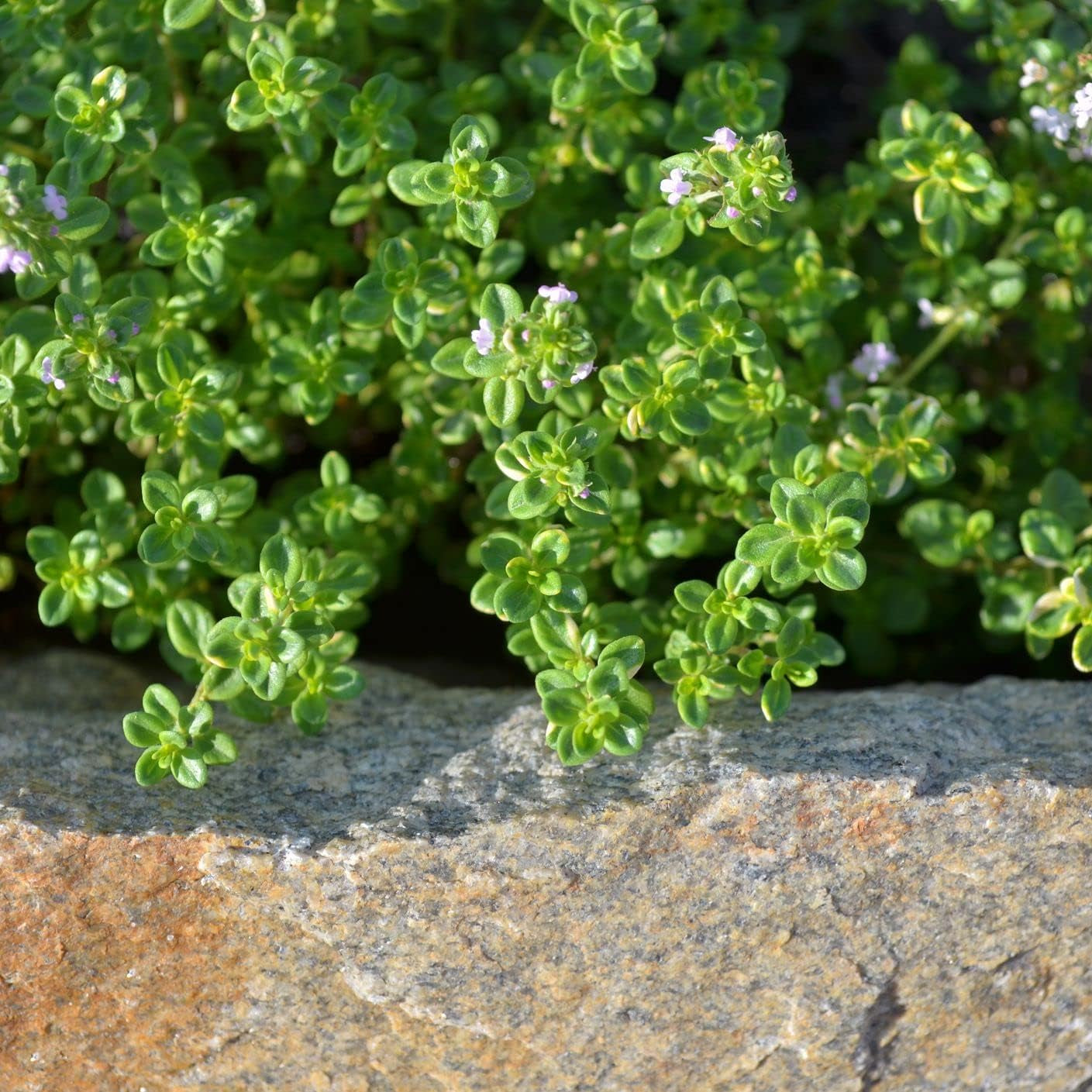 400 Lemon Thyme Seeds Flower Herb Seeds,Impressive Fast Growing