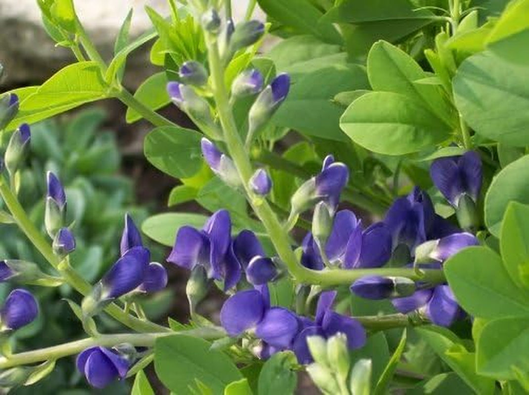 50 BLUE WILD INDIGO (False Indigo) Baptisia Australis Flower Seeds by