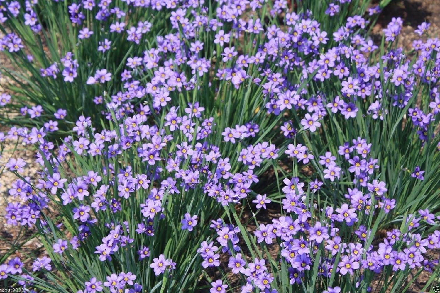 Blue Eyed Grass - 100 Seeds, (Sisyrinchium Bellum)-Perennial ,Ornamental Grass