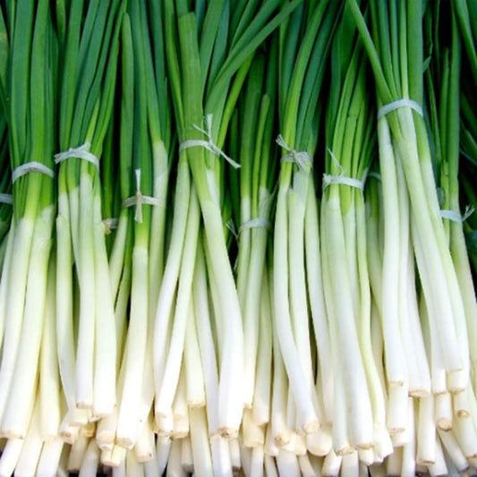 200+Seeds Green Onion Evergreen White Bunching Onion - Organic Allium Cepa Heirloom Non-Gmo 200+Seeds Planting Vegetable Seed