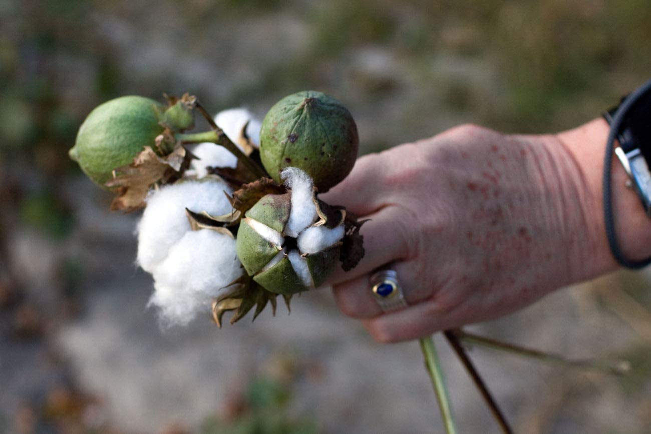 White Cotton 25 Seeds - Gossypium Hirsutum Cotton Plant, Easy Grow Perennial Shrub Upland Cotton, Winter Hardy Showy Flowers Plants, Mexican Cotton Seeds for Growing