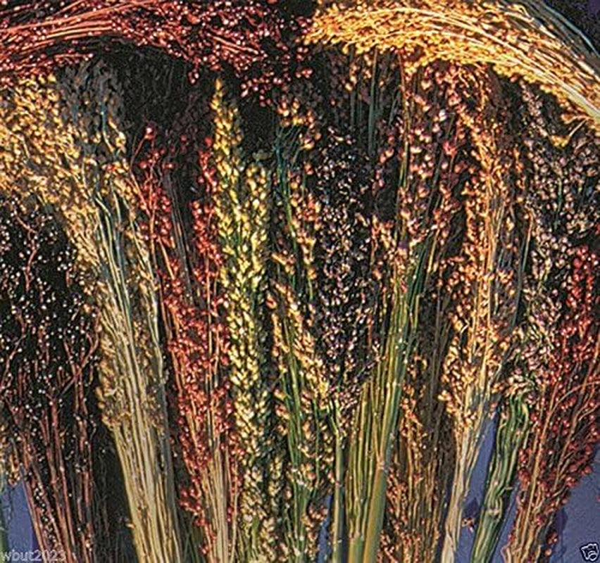 100 Seeds Broom Corn Seeds - Sorghum Vulgar Mixed , Cream, Gold, Red, Brown, Burgundy and More
