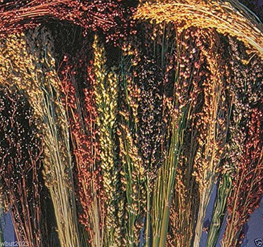 100 Seeds Broom Corn Seeds - Sorghum Vulgar Mixed , Cream, Gold, Red, Brown, Burgundy and More