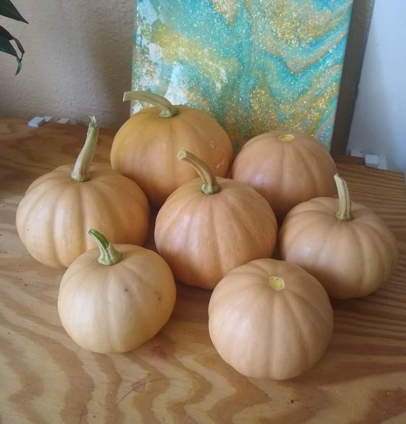 15 Seminole Pumpkin Heirloom Vegetable Seeds