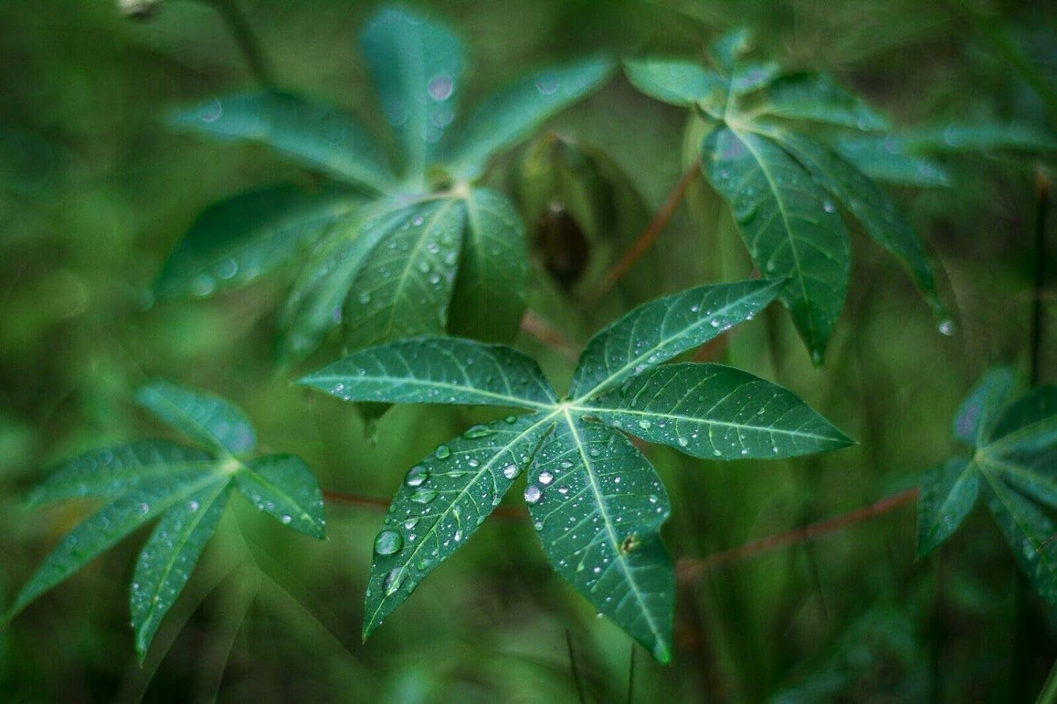 Rare Seeds - Tapioca Plant Seed - Cassava Manihot Esculenta Jocad (5 Seeds)