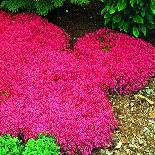 1000 Pcs Magic Carpet Creeping Thyme Ground Cover Creeping Thyme Seeds