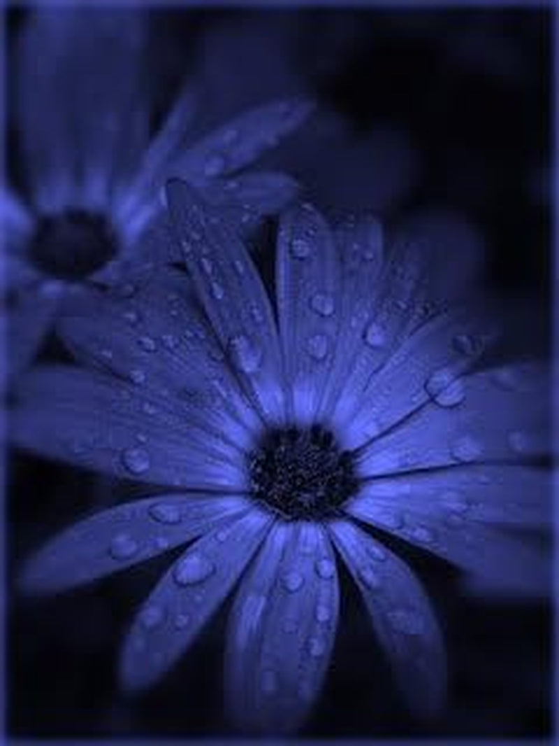 50 the BLUES BLUE DAISY FELICIA Heterophlla Kingfisher Flower Seedscomb S/H