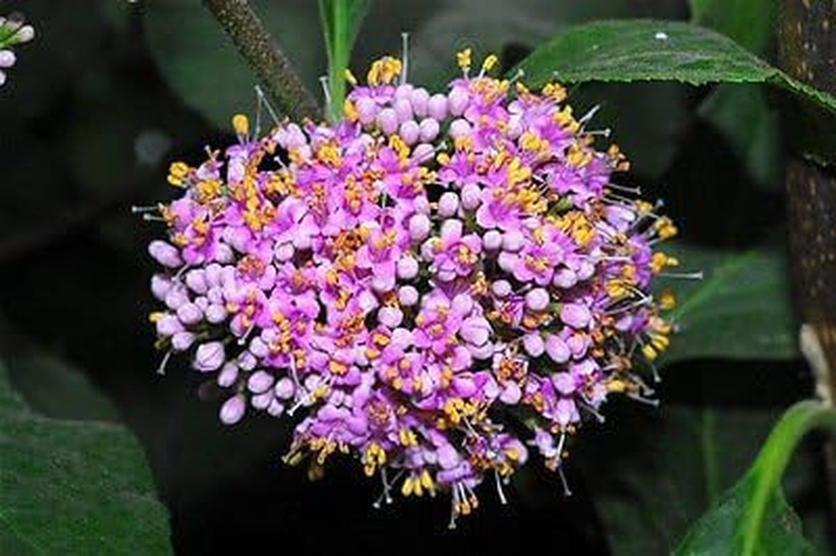 Callicarpa Americana Beautyberry Exotic Florida Native Fruit Bird Seed 30 Seeds
