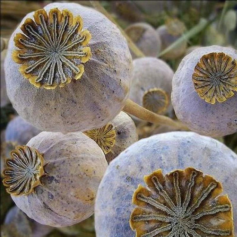 500 Seeds Poppy the Giant Somniferum Purple Huge Flowers Fall Planting Non-Gmo Purple Plant Seeds for Your Garden