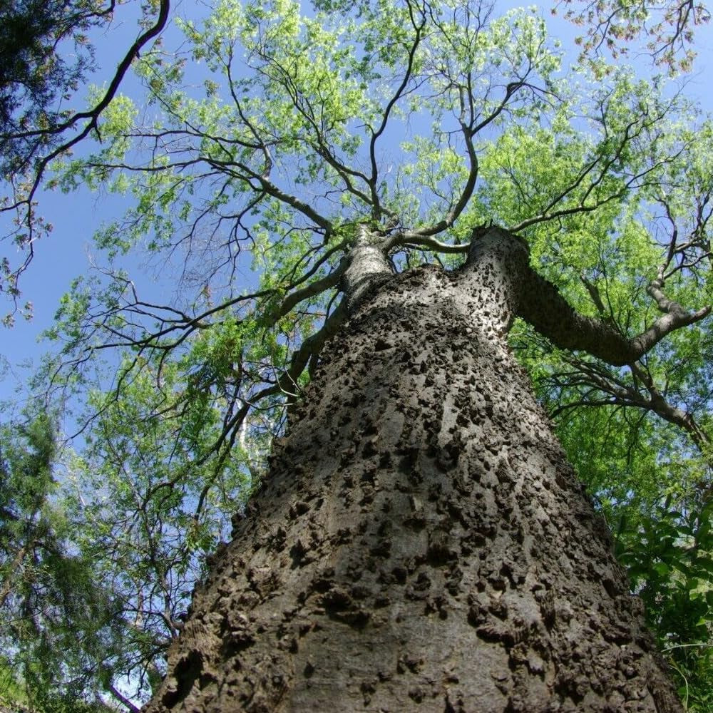 20 Seeds Sugar Hackberry, Sugarberry - Celtis Laevigata - Organic Fresh Seeds for Planting - Seeds for Home and Garden
