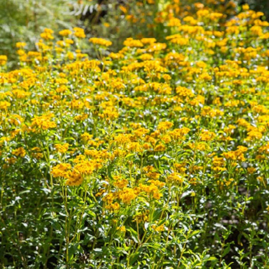 50 Seeds Organic Mexican Mint Marigold Seeds 50+ Tagetes Lucida Medicinal Herb Spice & Flower Plant