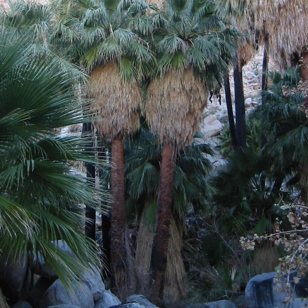 California Fan Palm - Washingtonia Filifera - 20 Seeds - Organic Fresh Seeds for Plantile - Live Tree Seeds for Landscape