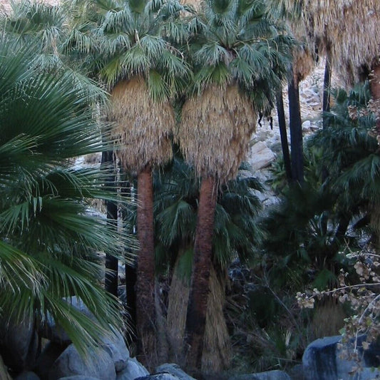 California Fan Palm - Washingtonia Filifera - 20 Seeds - Organic Fresh Seeds for Plantile - Live Tree Seeds for Landscape
