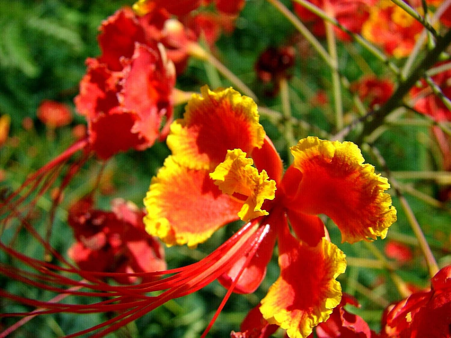 Red Bird of Paradise Caesalpinia Pulcherrima Barbados Peacock Flower Jocad (10 Seeds)