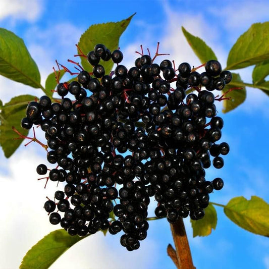 Seeds 35+ Aronia Melanocarpa Black Chokeberry White Flower Shrub Planting for Your Garden