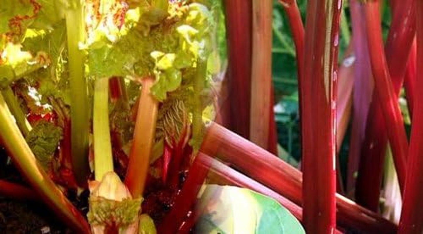 Victoria Red Rhubarb 25 Seeds-Perennial - Easy to Grow