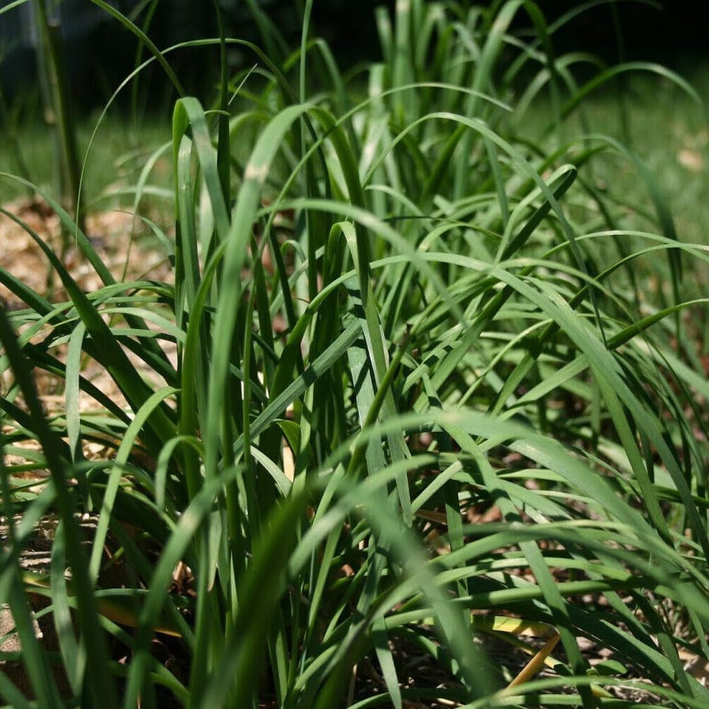 250 Seeds Garlic Chives Chinese Chives Vegetable Jiu CAI Seeds - Organic Fresh Seeds for Planting - Seeds for Home and Garden