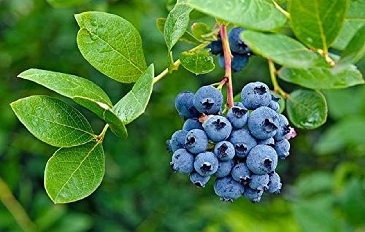Southern Blueberry 50 Seeds - Blueberries Organic Seeds for Planting, Blueberries Fresh Fruit Seeds, Non GMO Berry Seeds, Dwarf Blueberry Bush Seeds for Planting Indoors