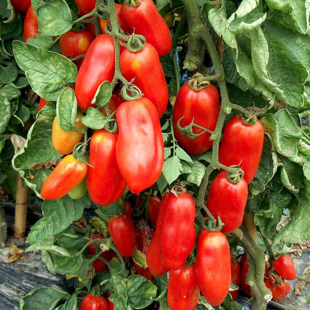 San Marzano Tomato - Huge Long Tomatoes so Good(25 - Seeds)