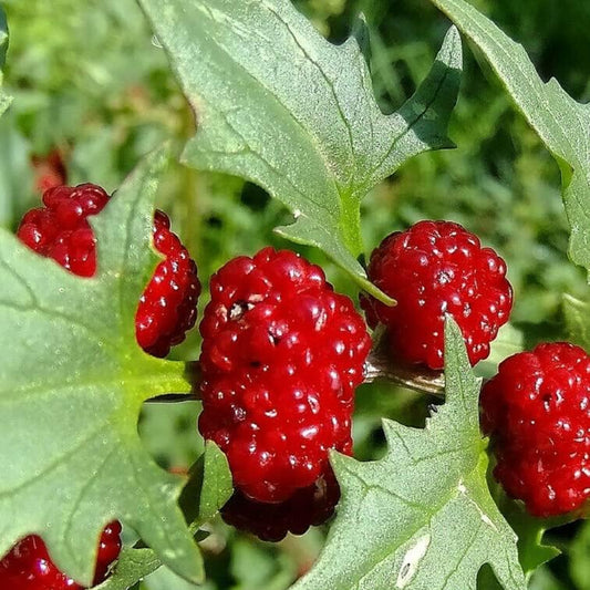 Seeds Planting Berry 150 Strawberry Spinach Stick Seeds (Chenopodium Foliosum) Red Fruit for Garden